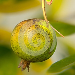 A close up of the immature and unplucked pomegranate (Punica granatum) With the blur's natural background