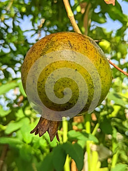 A close up of the immature and unplucked pomegranate (Punica granatum) With the blur's natural background