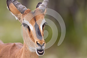 Close up of an Impala