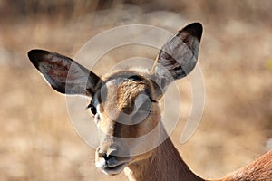 Close-up of impala