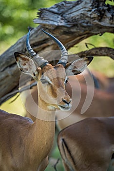 Close-up of impala under branch facing camera