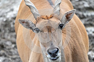 Close up of an impala in the wild