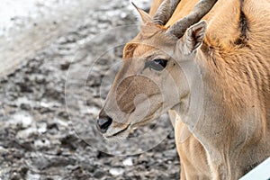 Close up of an impala in the wild