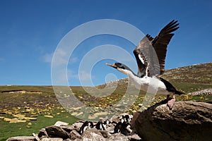 Close-up of an Imperial Shag taking off