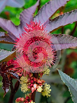 Close-up of the imposing flower of the miracle tree castor, Rizinus communis