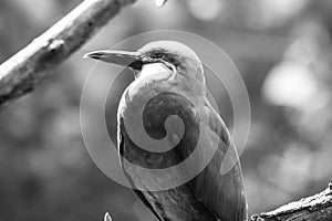 Close up of an inca tern