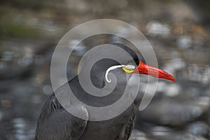 Close Up Of An Inca Tern