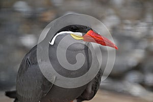 Close Up Of An Inca Tern