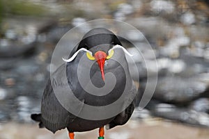 Close Up Of An Inca Tern