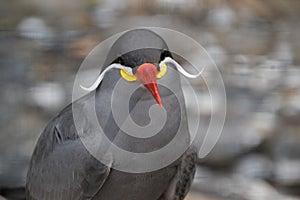 Close Up Of An Inca Tern