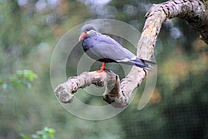 A close up of an Inca Tern