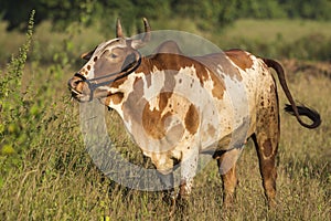 Close up of Indian Brown Color Bull Standing in Field