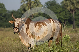 Close up of Indian Brown Color Bull Standing in Field Looking at Camera