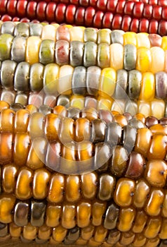 Close-up of Indian Corn