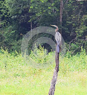 Close up of Indian Darter - Oriental Darter - Anhinga Melanogaster - sitting on Wood in Periyar National Park, Kerala, India