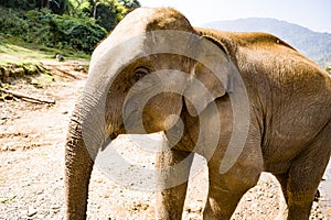 Close up of Indian Elephant in Chiang Mai Thailand