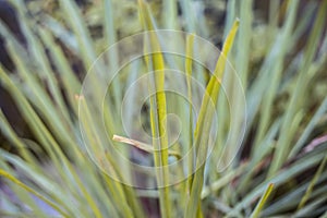 Close up of Indian lemon grass or Cymbopogon grass or lili chai in a pot