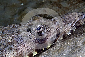 Close-up of an indian ocean crocodilefish (papilloculiceps longiceps).