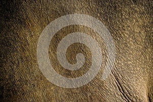 Close up Indian One Horned Rhinoceros, Rhinoceros unicornis