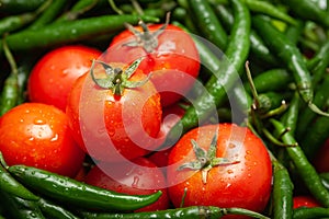 Close-Up of of Indian Organic fresh tomato Solanum lycopersicum  and green chili  Capsicum annuum