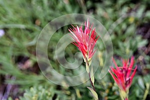 Close up of Indian paintbrush Castilleja wildflower