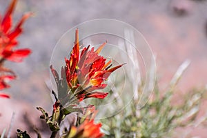 Close up of Indian paintbrush Castilleja wildflower blooming in Siskiyou County, California