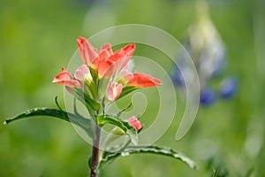 Close-up of Indian Paintbrush wildflower