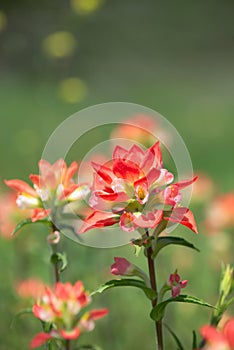 Close-up of Indian Paintbrush wildflower