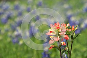 Close-up of Indian Paintbrush wildflower