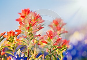 Close-up of Indian Paintbrush wildflowers