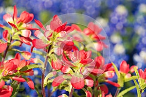 Close-up of Indian Paintbrush wildflowers