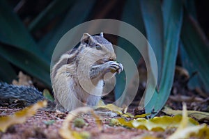 Close-up of a Indian Palm Squirrel or Rodent or also known as the chipmunk sitting on the ground in a side pose