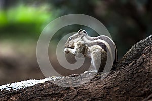 Close-up of a Indian Palm Squirrel or Rodent or also known as the chipmunk sitting on the tree trunk in a side pose and eating,  o