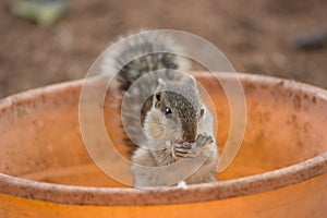 Close-up of a Indian Palm Squirrel or Rodent or also known as the chipmunk sitting in the tub