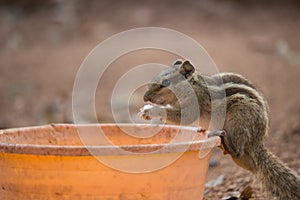 Close-up of a Indian Palm Squirrel or Rodent or also known as the chipmunk sitting on the tub