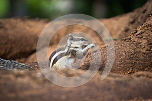 Close-up of a Indian Palm Squirrel or Rodent or also known as the chipmunk stand