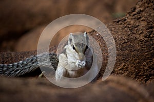 Close-up of a Indian Palm Squirrel or Rodent or also known as the chipmunk stand