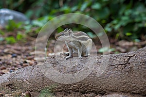 Close-up of a Indian Palm Squirrel or Rodent or also known as the chipmunk standing firmly on the tree trunk on the ground