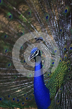 Close up of indian peacock