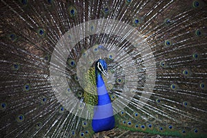 Close up of indian peacock with beautiful fan tail feather