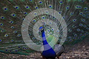 Close up of indian peacock with beautiful tail feathers