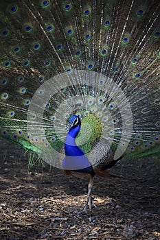 Close up of indian peacock with beautiful tail feathers use for