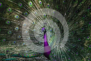 Close up of indian peacock with beautiful unreal color of tail