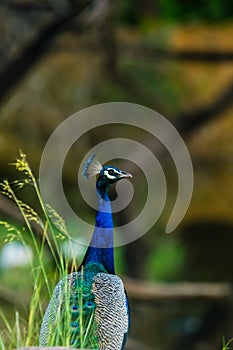 Close up of Indian Peafowl Pavo cristatus