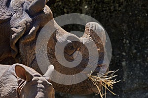 Close-up of an Indian rhinoceros & x28;Rhinoceros unicornis& x29; eating grass with its baby