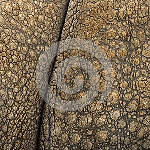 Close-up on Indian rhinoceros skin photo