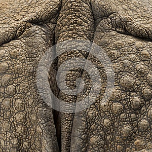 Close-up on Indian rhinoceros skin