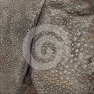 Close-up on Indian rhinoceros skin photo