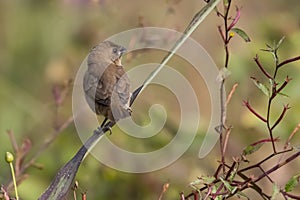 Close up of Indian Silverbill Sitting on a Branch