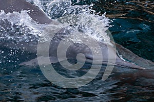 Close up of Indo-pacific humpback dolphins sousa chinensis in Musandam, Oman near Khasab in the Fjords jumping in and out of the